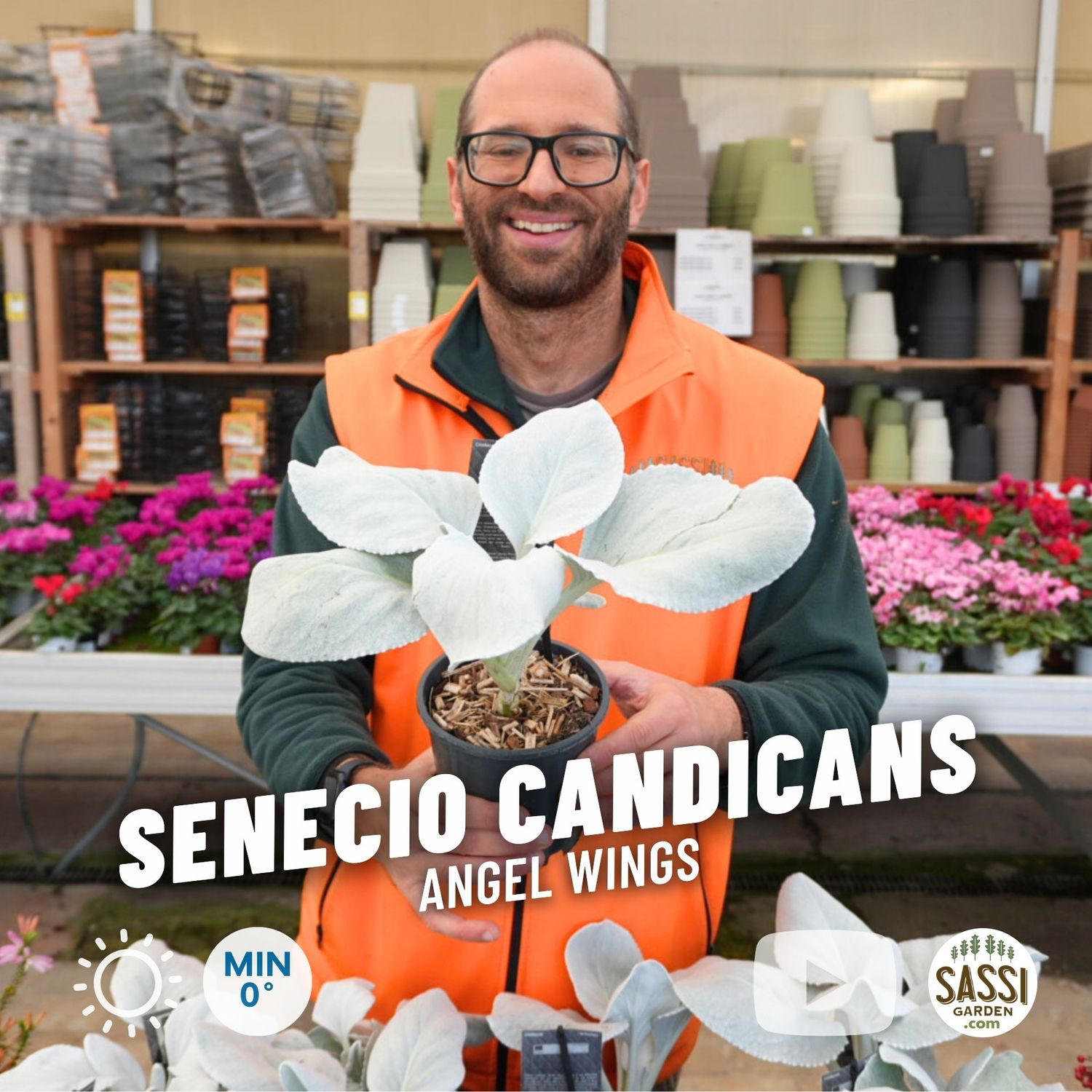 Senecio candicans ‘Angel Wings’ - vaso Ø13 cm