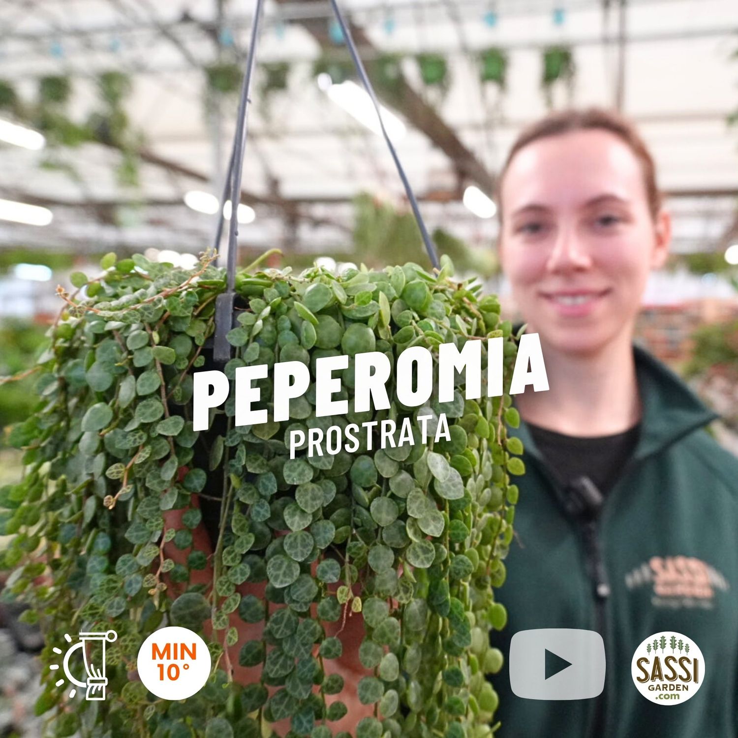 Peperomia Prostrata, Pianta Tartaruga, Collana di Tartarughe 🐢 - basket Ø14 cm, lunghezza rami 30-40 cm