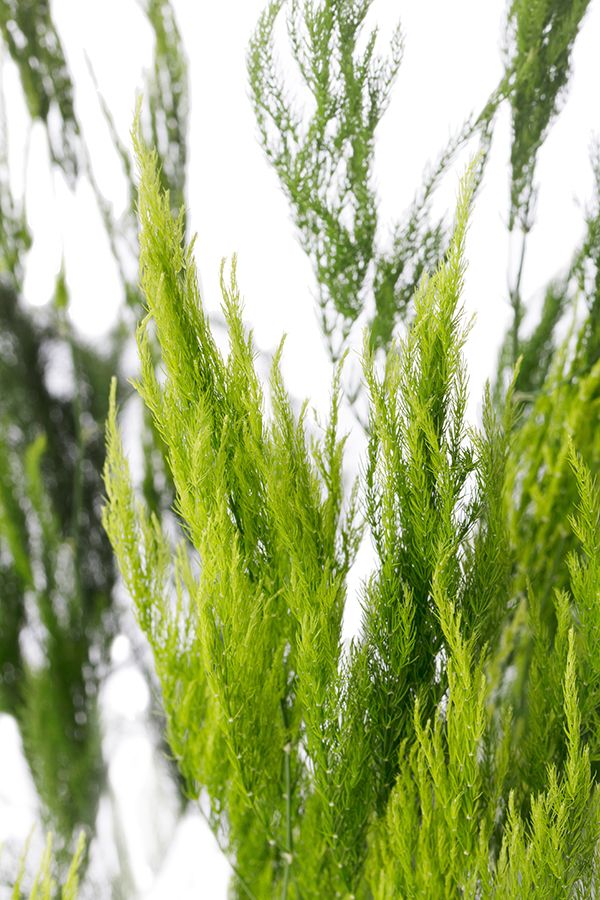 Asparagus setaceus pyramidalis, Asparago piumoso - vaso Ø12 cm Asparagus setaceus pyramidalis, Asparago piumoso - vaso Ø12 cm