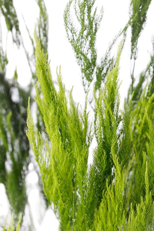 Asparagus setaceus pyramidalis, Asparago piumoso - vaso Ø12 cm