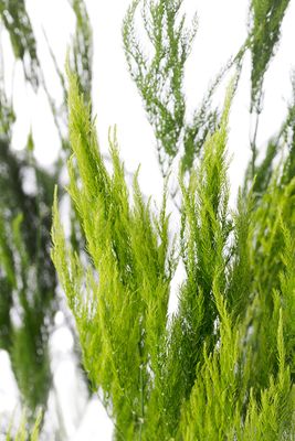 Asparagus setaceus pyramidalis, Asparago piumoso - vaso Ø12 cm