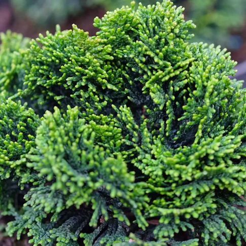 Chamaecyparis obtusa &#39;Nana Gracilis&#39; - vaso Ø12 cm