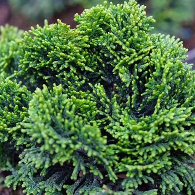 Chamaecyparis obtusa 'Nana Gracilis' - vaso Ø12 cm Chamaecyparis obtusa 'Nana Gracilis' - vaso Ø12 cm