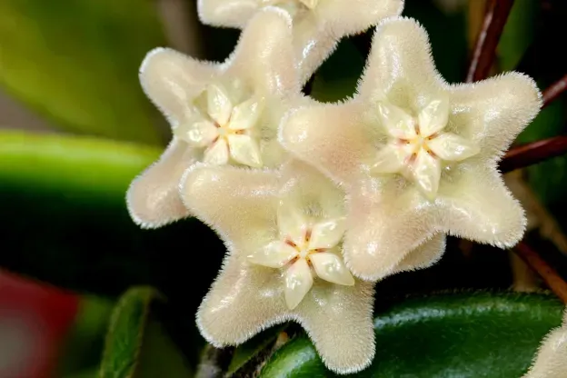Hoya Vangviengiensis, Fiore di Cera - vaso Ø6 cm