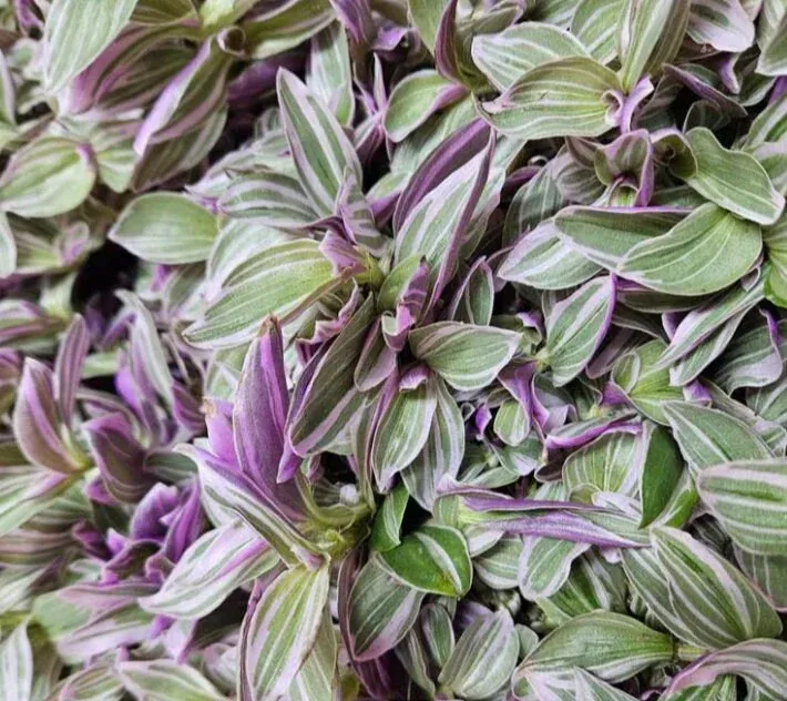 Tradescantia Rosa Sunrise, Erba Miseria, Tradescanzia - vaso Ø6 cm