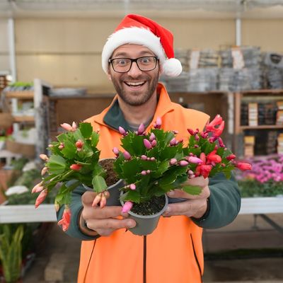 SCHLUMBERGERA NATALINA