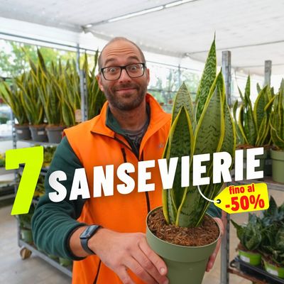 SANSEVIERIE