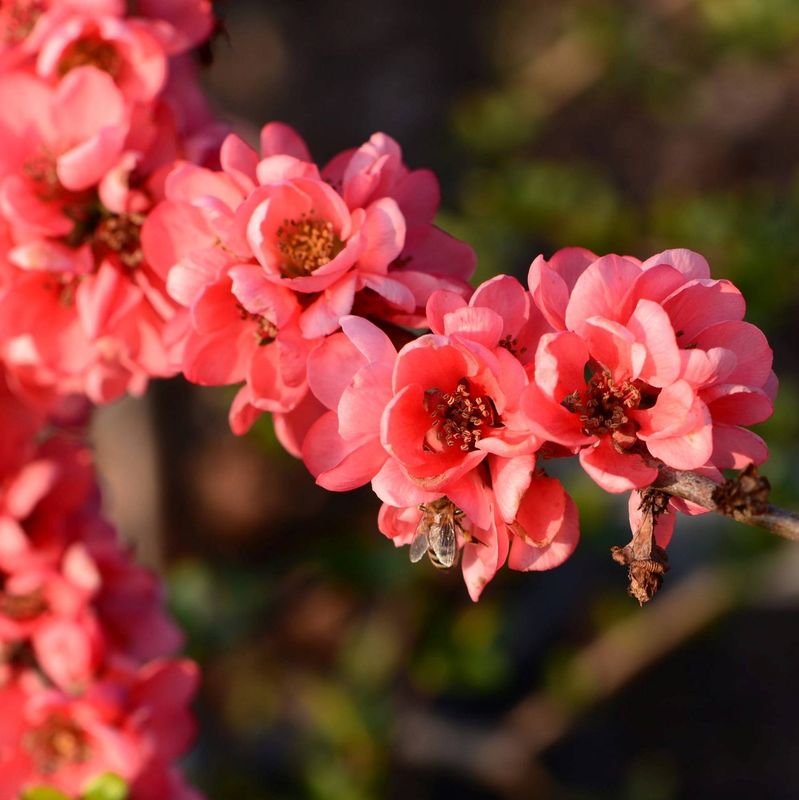 Cotogno giapponese, Chaenomeles superba 'Pink Lady', Cydonia, Fiore di pesco - vaso Ø18 cm Cotogno giapponese, Chaenomeles superba 'Pink Lady', Cydonia, Fiore di pesco - vaso Ø18 cm