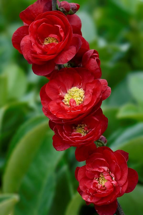 Cotogno giapponese, Chaenomeles speciosa &#39;Hot Fire&#39;, Cydonia, Fiore di pesco - vaso Ø18 cm