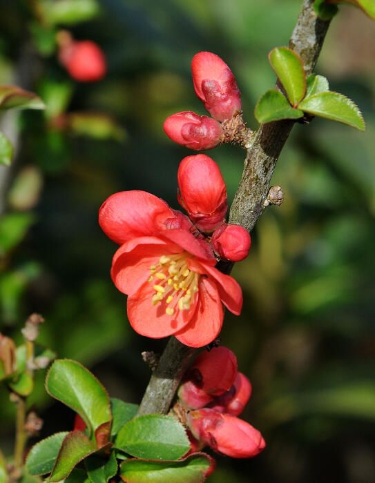Cotogno giapponese, Chaenomeles superba 'Red Kimono', Cydonia, Fiore di pesco - vaso Ø18 cm Cotogno giapponese, Chaenomeles superba 'Red Kimono', Cydonia, Fiore di pesco - vaso Ø18 cm