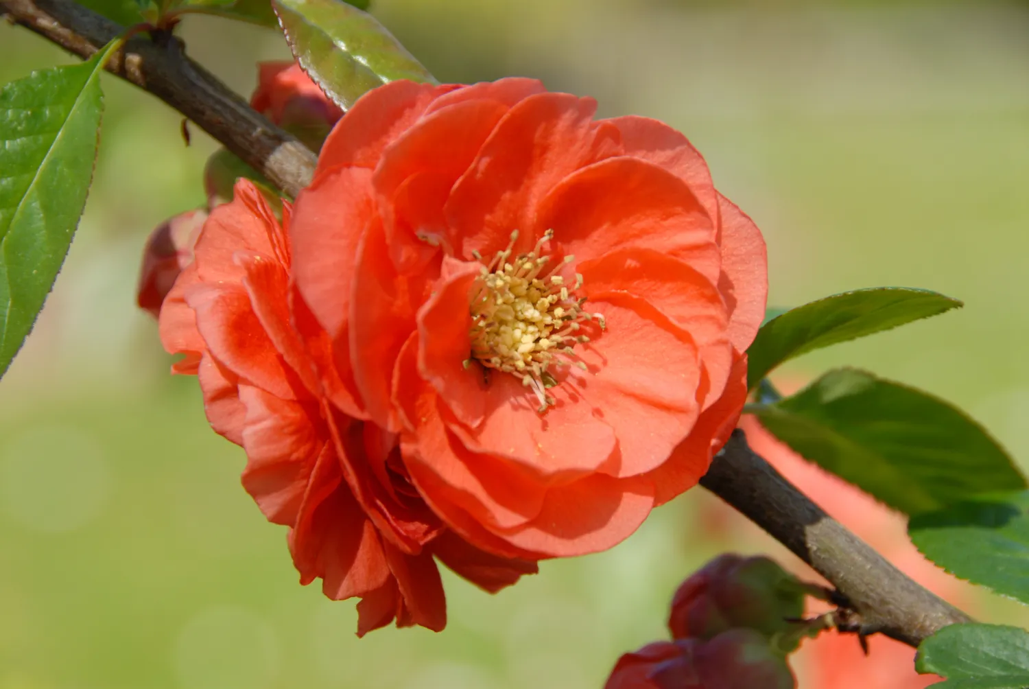 Cotogno giapponese, Chaenomeles speciosa &#39;Mango Storm&#39;, Cydonia, Fiore di pesco - vaso Ø18 cm