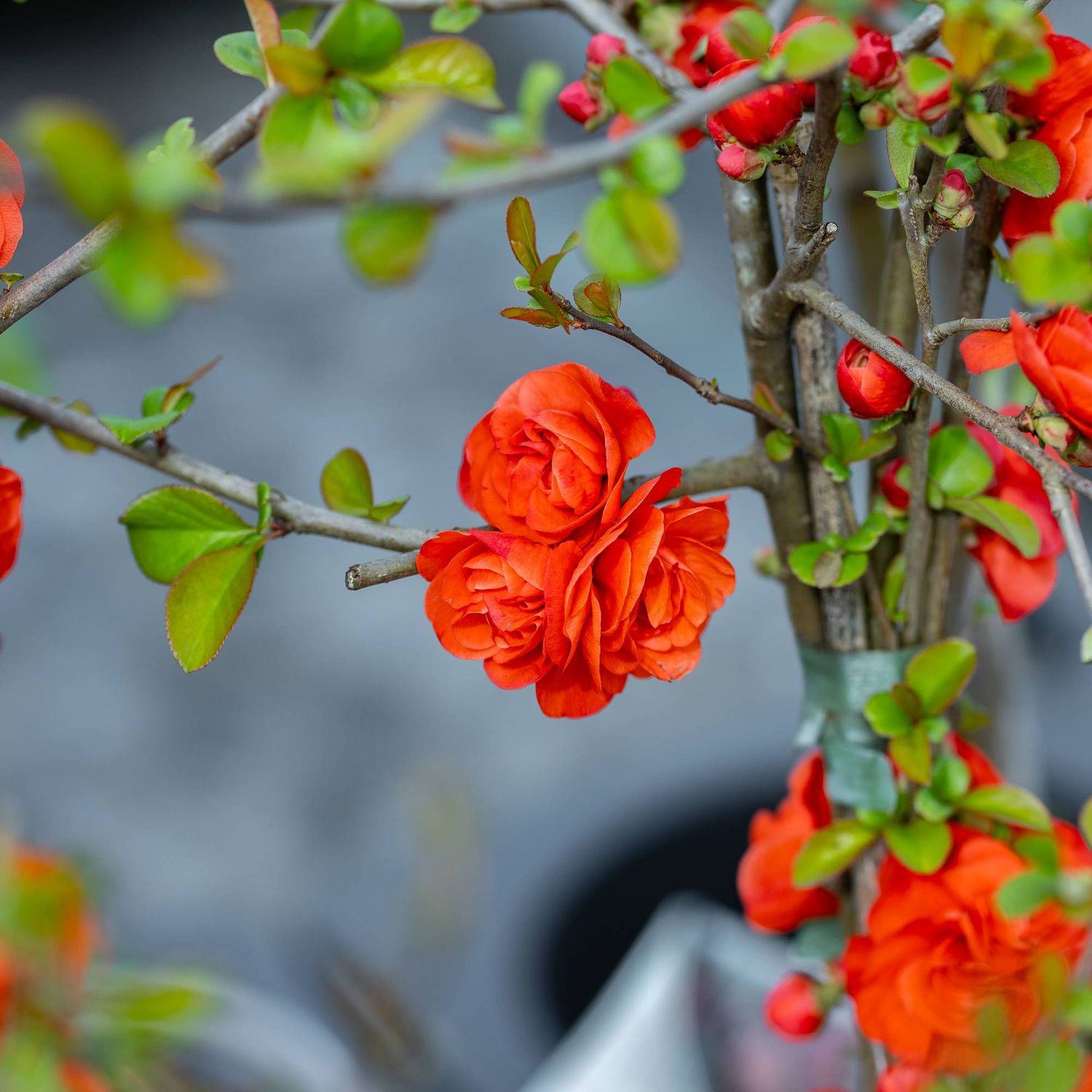 Cotogno giapponese, Chaenomeles speciosa &#39;Orange Storm&#39;, Cydonia, Fiore di pesco - vaso Ø18 cm