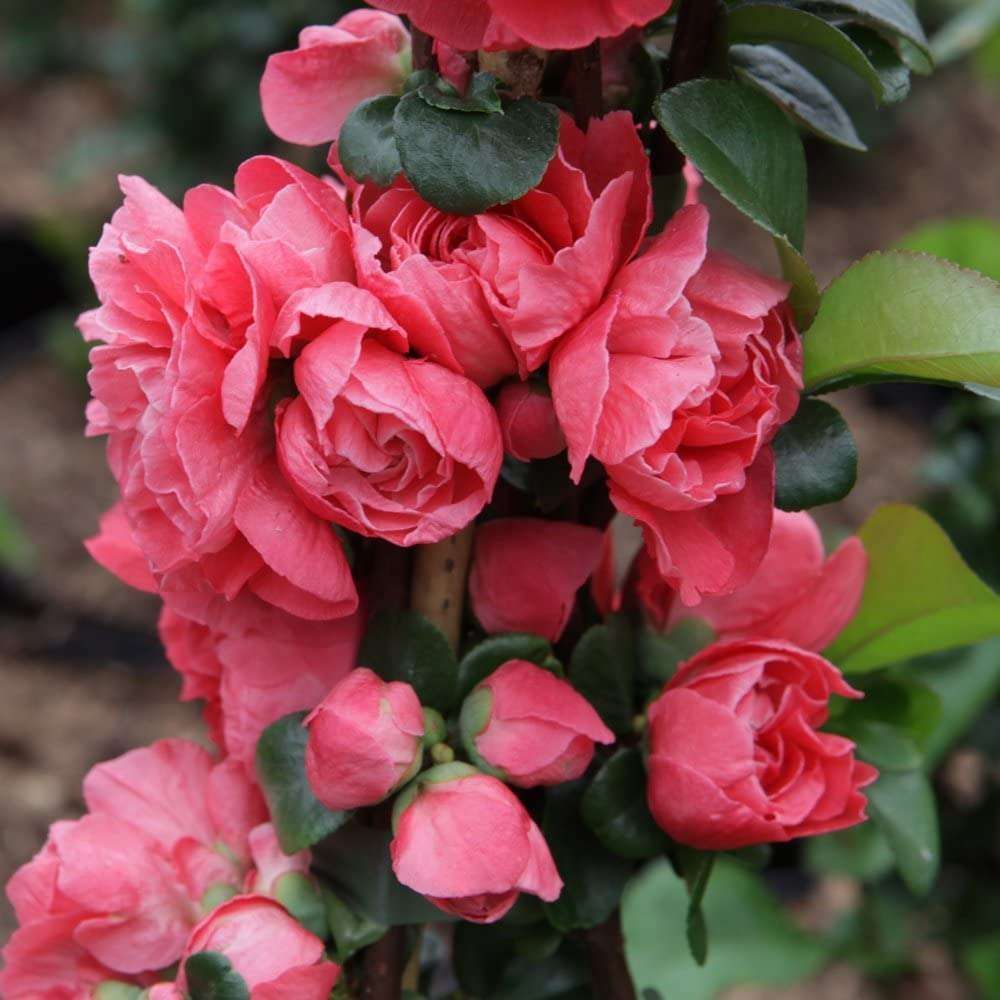 Cotogno giapponese, Chaenomeles speciosa &#39;Pink Storm&#39;, Cydonia, Fiore di pesco - vaso Ø18 cm