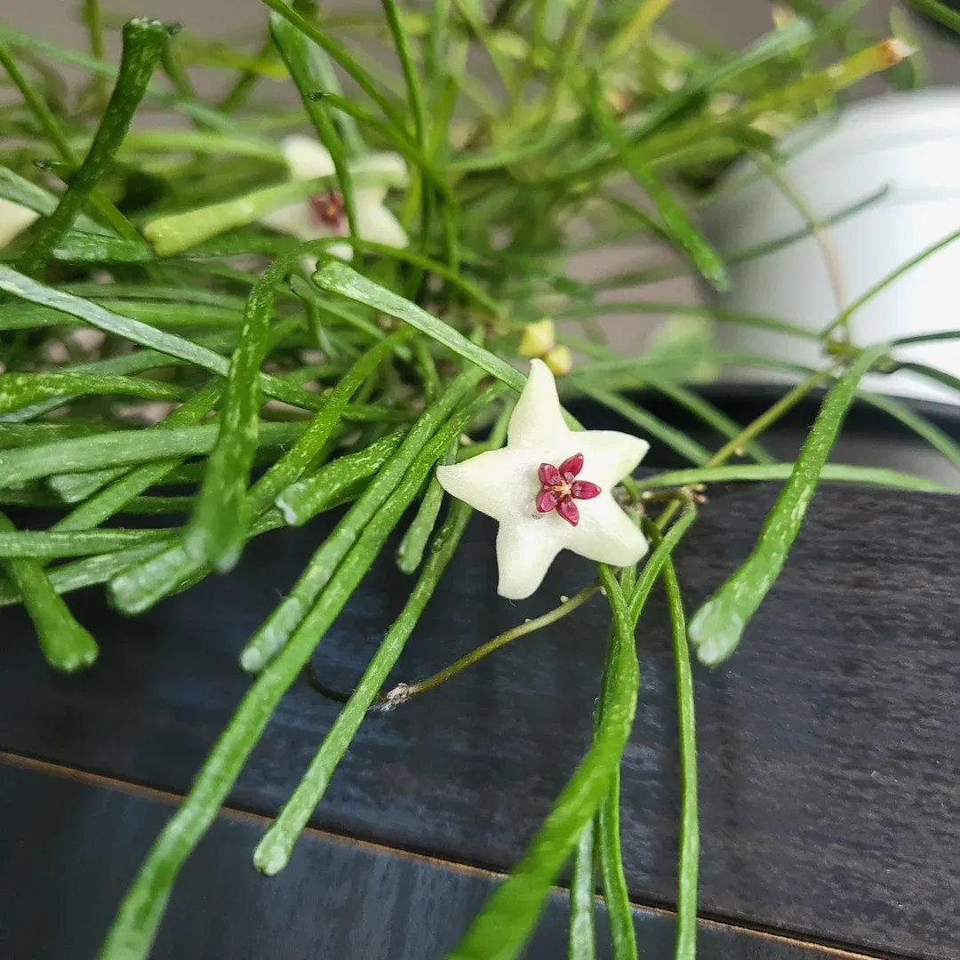 Hoya retusa - vaso Ø6 cm