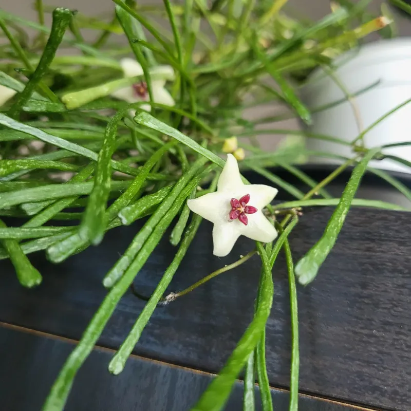 Hoya retusa - vaso Ø6 cm