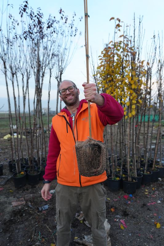 Paulownia Tomentosa Pawlonia, Paulonia, Albero dei fazzoletti, Albero imperiale - IN ZOLLA diam Ø18 cm, h120 cm di pianta lignificata Paulownia Tomentosa Pawlonia, Paulonia, Albero dei fazzoletti, Albero imperiale - IN ZOLLA diam Ø18 cm, h120 cm di pianta lignificata
