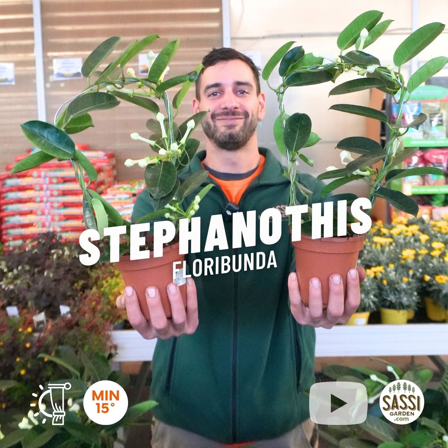 Stephanothis floribunda, Gelsomino del Madagascar - vaso Ø12 cm