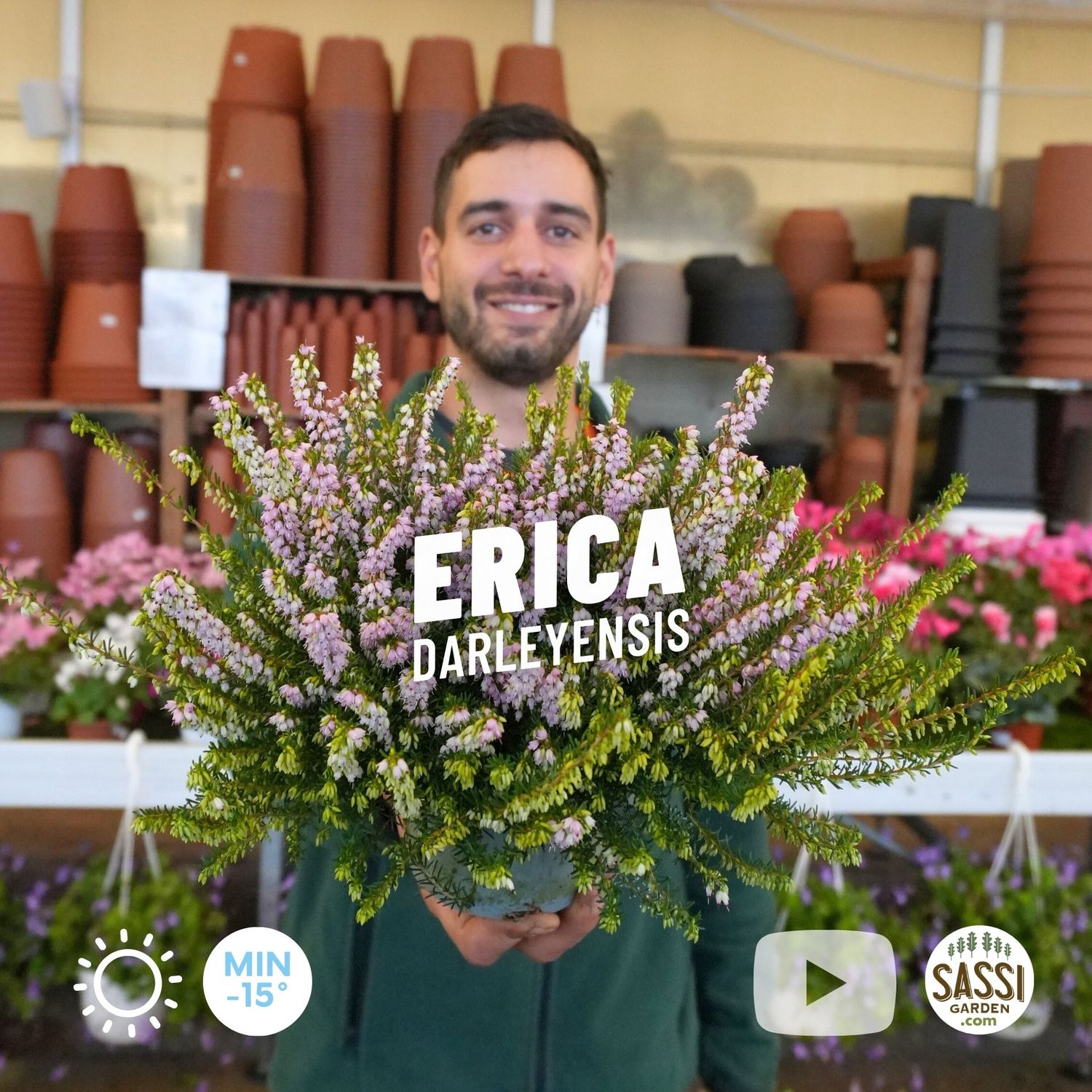 Erica darleyensis - vaso Ø12 cm