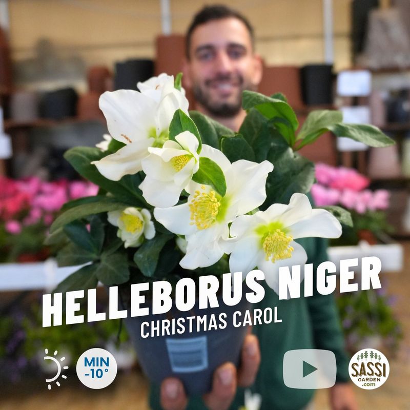 Helleborus niger 'Christmas Carol', Elleboro, Rosa di Natale - vaso Ø15 cm Helleborus niger 'Christmas Carol', Elleboro, Rosa di Natale - vaso Ø15 cm