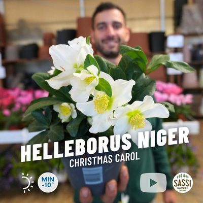 Helleborus niger 'Christmas Carol', Elleboro, Rosa di Natale - vaso Ø15 cm