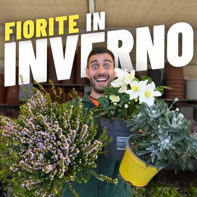 FIORITE IN INVERNO