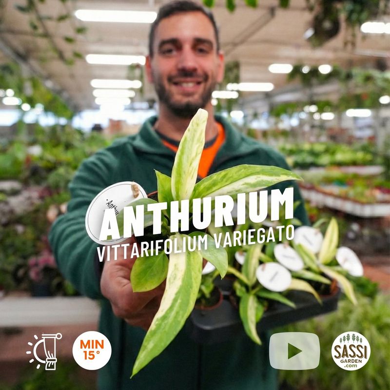 Anthurium vittarifolium variegata, Anturio variegato baby plant - vaso Ø6 cm Anthurium vittarifolium variegata, Anturio variegato baby plant - vaso Ø6 cm