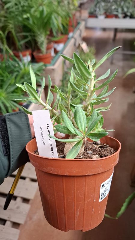 Pachypodium Bispinosum - vaso Ø12 cm Pachypodium Bispinosum - vaso Ø12 cm