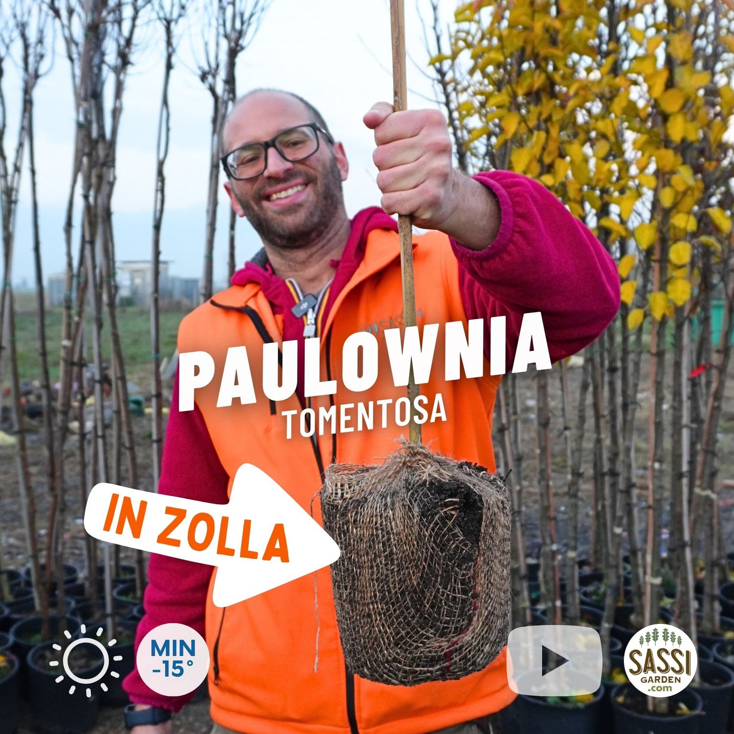Paulownia Tomentosa Pawlonia, Paulonia, Albero dei fazzoletti, Albero imperiale - IN ZOLLA Ø18 cm, h120 cm di pianta lignificata Paulownia Tomentosa Pawlonia, Paulonia, Albero dei fazzoletti, Albero imperiale - IN ZOLLA Ø18 cm, h120 cm di pianta lignificata