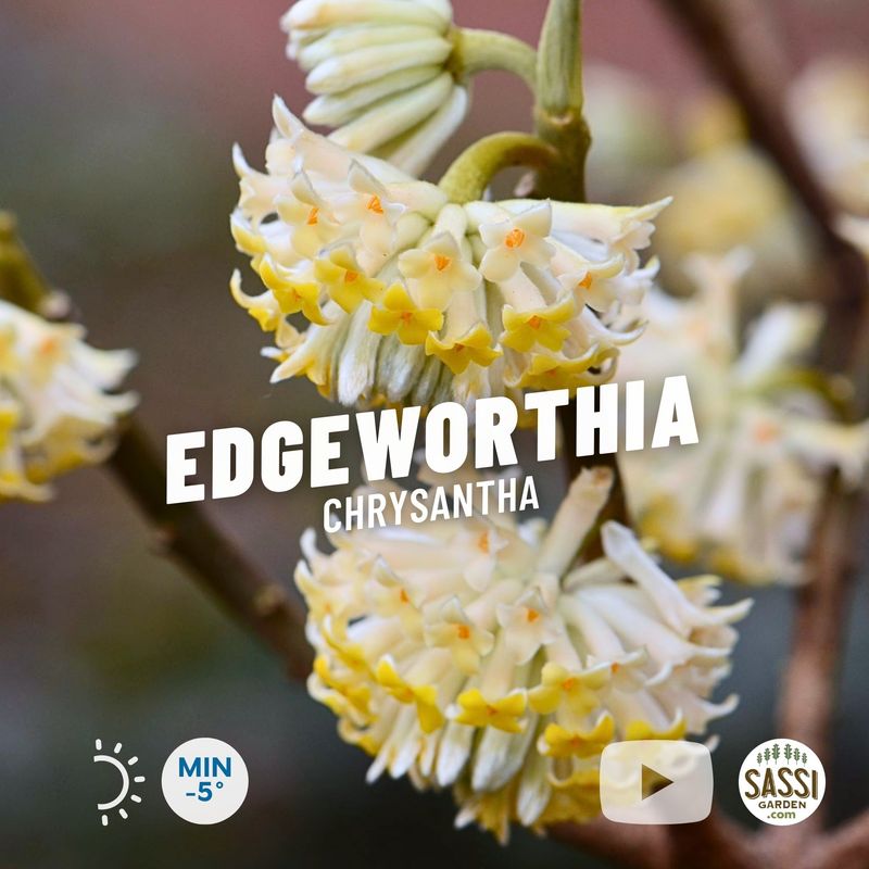 Edgeworthia Chrysantha, Bastone di San Giuseppe - vaso Ø18cm
