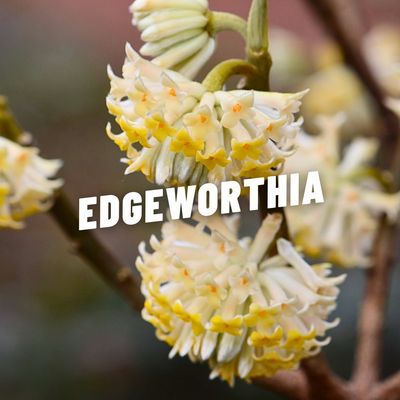 EDGEWORTHIA