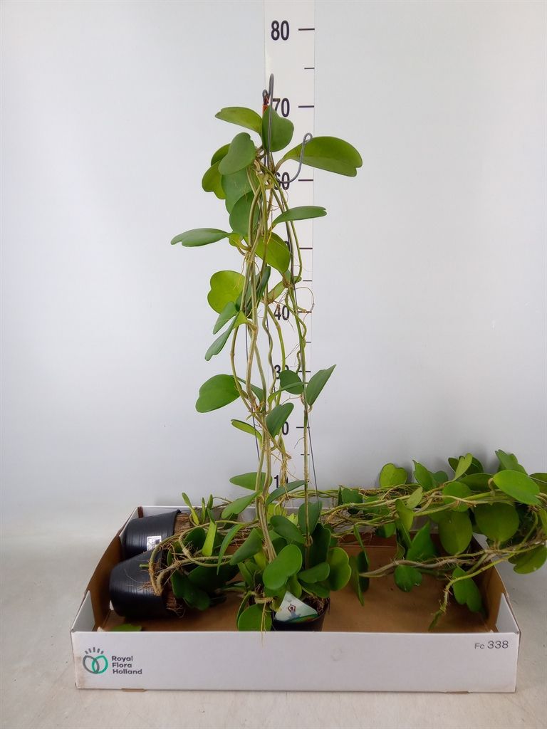 Hoya kerrii, esemplare h 70/80  - vaso Ø12 cm Pianta del cuore