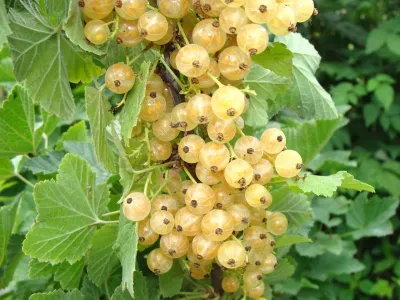 Ribes Bianco , Ribes rubrum ‘Werdavia’ - Vaso 2 litri