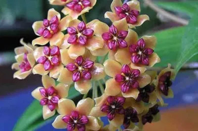 Hoya Benquentensis - vaso 7x7 cm