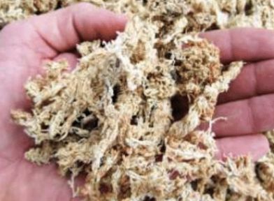 Sfagno cileno in fibre, 100 gr (8 lt)