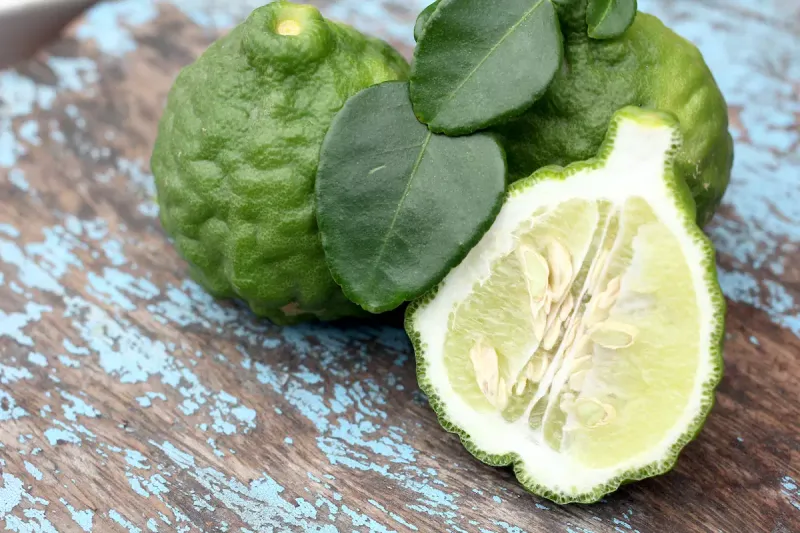 Citrus hystrix, Combava, Kaffir Lime, pianta aromatica - vaso Ø9 cm