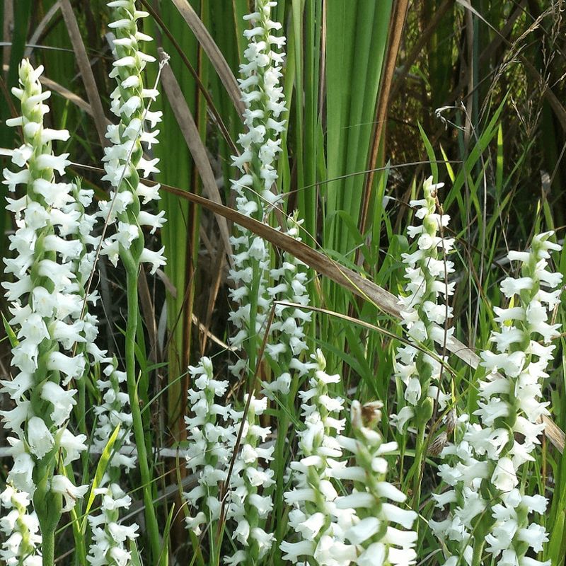 Spiranthes spiralis  Orchidea da esterno - vaso Ø12 cm