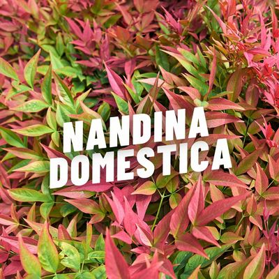 NANDINA