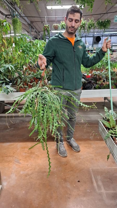 Selenicereus anthonyanus - gennaio