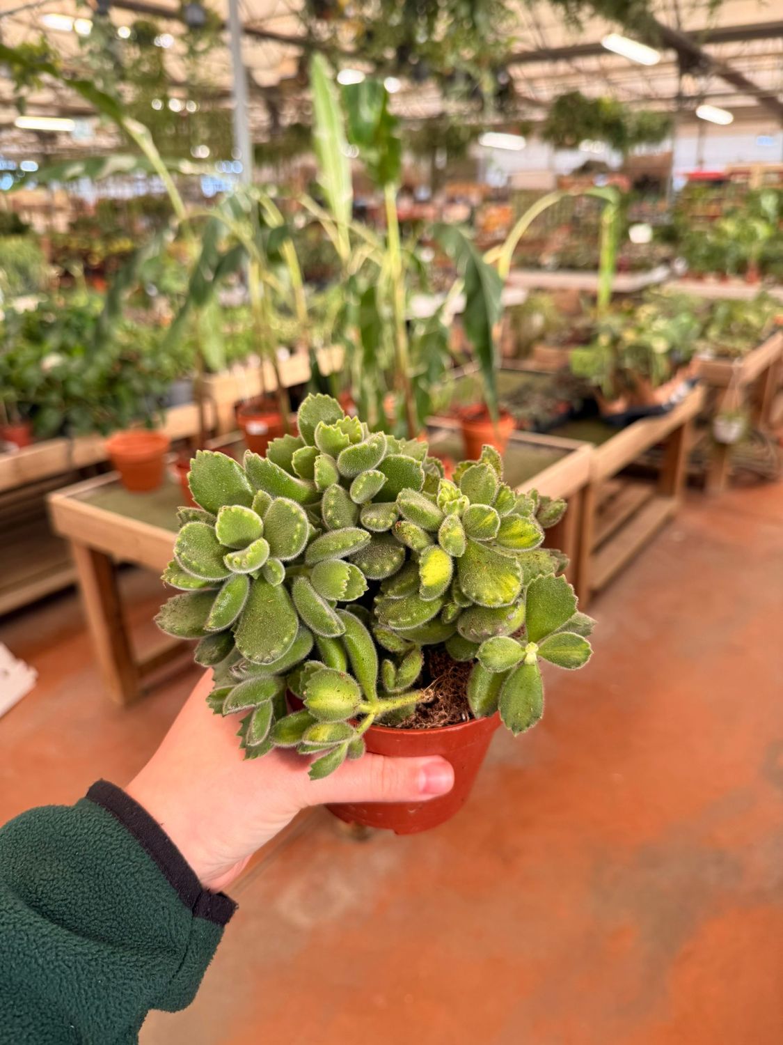Cotyledon tomentosa ladismithiensis  - vaso Ø10 cm