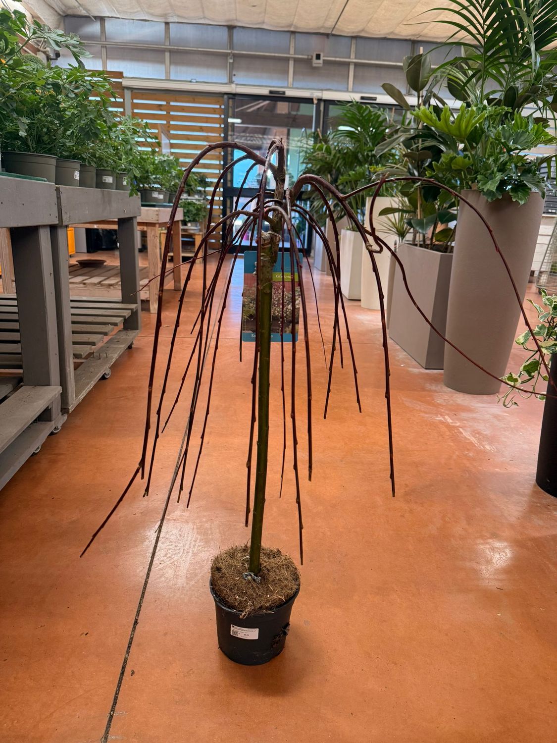 Salix caprea 'Kilmarnock', Salice Pendula - vaso Ø17 cm