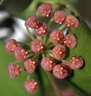 Hoya Panchoi IML0228 (piccola ma radicata) - vaso Ø12 cm