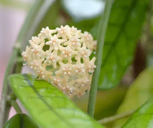 Hoya globulosa , Fiore di Cera - vaso Ø7 cm