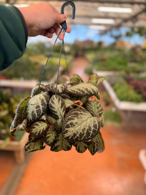 Episcia cupreata 'Silver Shield' - vaso Ø17 cm