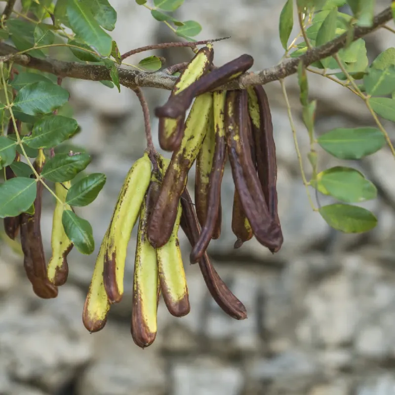 Ceratonia siliqua, Carrubo cespuglio - vaso Ø24 cm Ceratonia siliqua, Carrubo cespuglio - vaso Ø24 cm