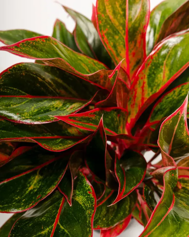 Aglaonema 'Red Siam' - vaso Ø12 cm Aglaonema 'Red Siam' - vaso Ø12 cm