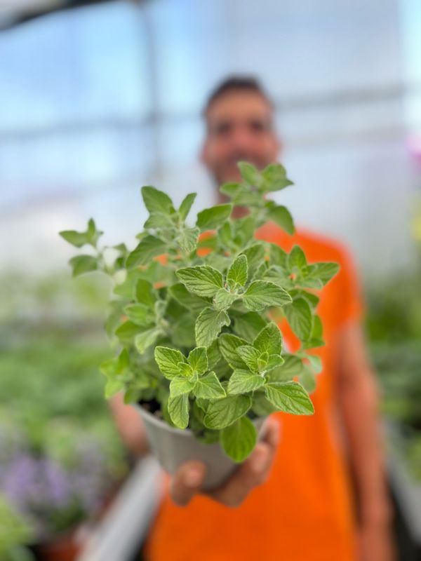 Erba lepre - Nepeta mussinii - v14 Erba lepre - Nepeta mussinii - v14
