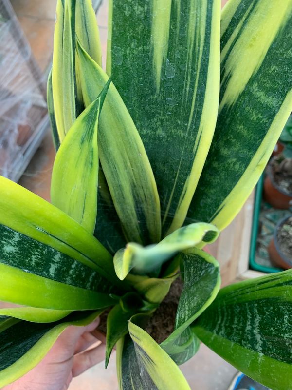 Sansevieria trifasciata 'Gold Flame' - vaso Ø9 cm Sansevieria trifasciata 'Gold Flame' - vaso Ø9 cm