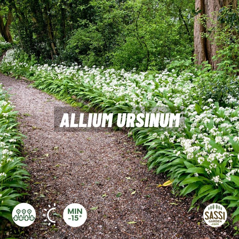 Aglio orsino, Allium ursinum, Aglio selvatico, Aglio di bosco - vaso Ø9 cm