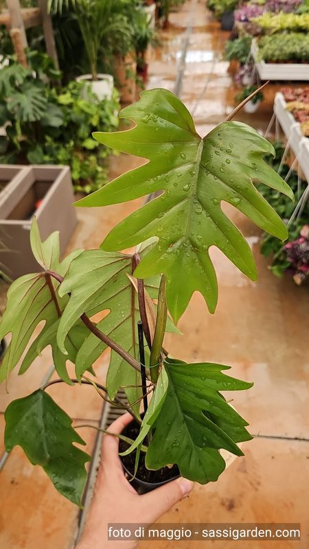 Philodendron Mayoi, Filodendro - vaso Ø19