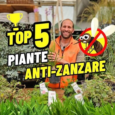 PIANTE ANTI ZANZARE